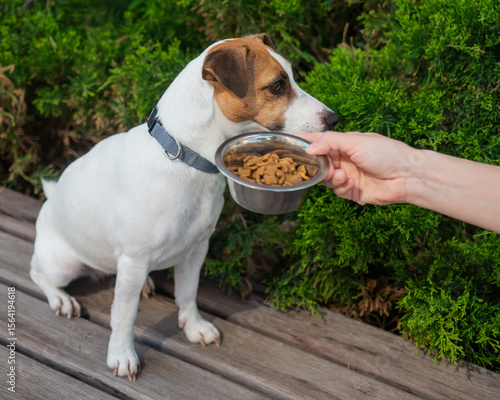 Εκτύπωση καμβά Sad dog turns away from food bowl. No appetite.