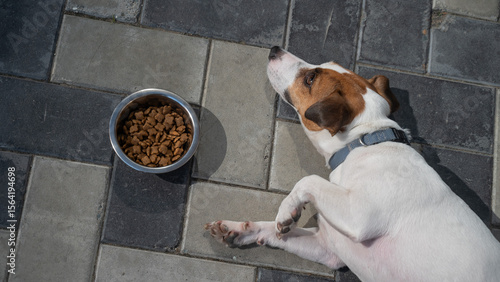 Sad dog lies next to food bowl. No appetite.