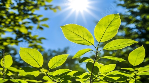 Vibrant Green Leaves Basking in Sunlight Nature Photography