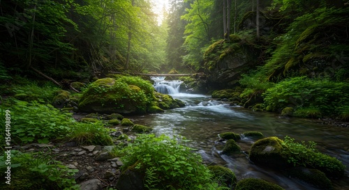 Lush Forest Stream: A Tranquil Nature Scene