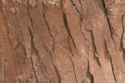 The bark of a tree is rough and has many cracks