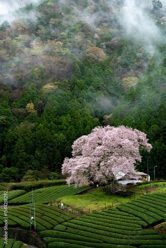静岡県島田市・牛代の水目桜と茶畑の春風景 / Spring Landscape of Ushinshiro Mizumezakura Cherry Tree and Tea Fields in Kawane, Shizuoka, Japan