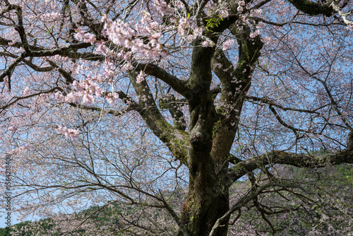 静岡県島田市・牛代の水目桜と茶畑の春風景 / Spring Landscape of Ushinshiro Mizumezakura Cherry Tree and Tea Fields in Kawane, Shizuoka, Japan