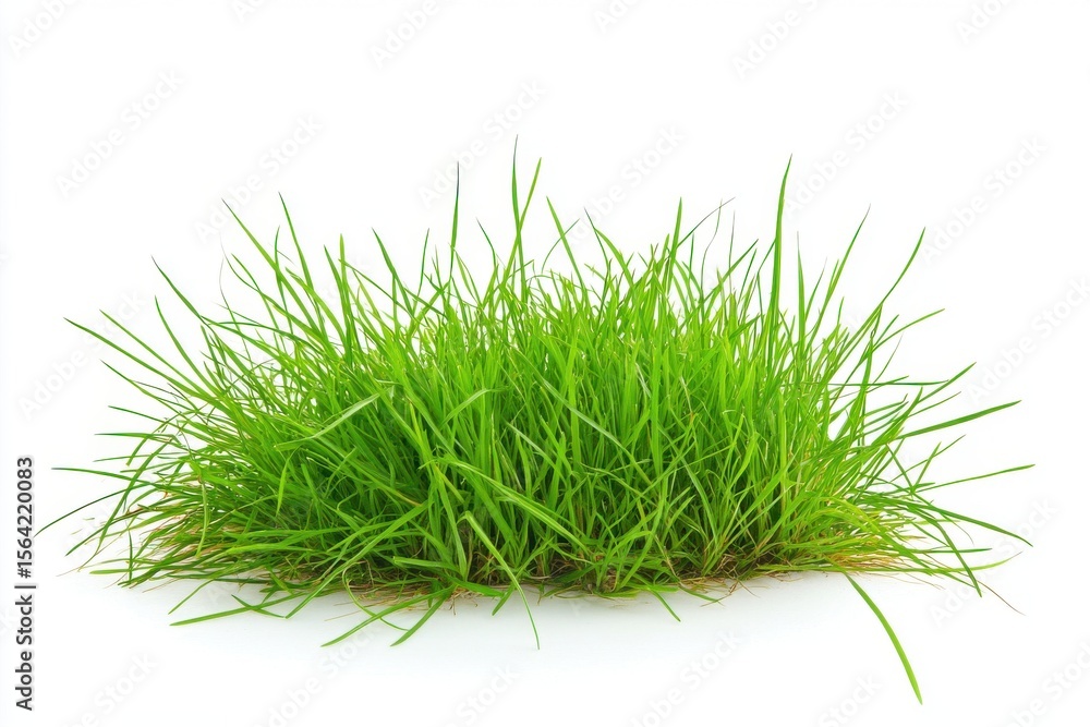 Fresh green grass tuft isolated on white background Fresh green grass tuft isolated on white background