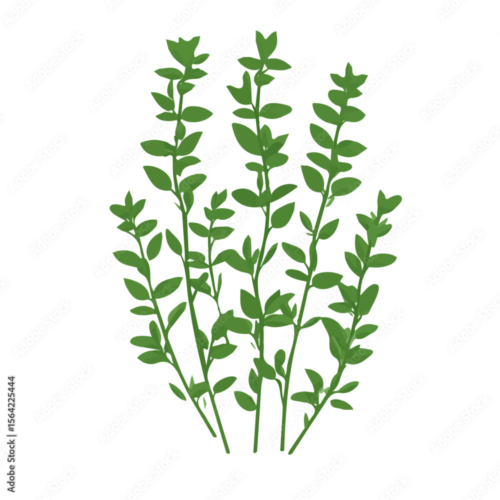 My A Simple flat 2D illustration icon thyme bunch isolated on transparent background, vector, animation design, simple flat 2D clipart, design by me. My vector design My A Simple flat 2D illustration icon thyme bunch isolated on transparent background, vector, animation design, simple flat 2D clipart, design by me. My vector design