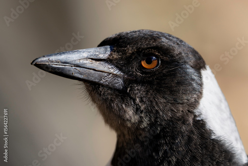 Australian magpie (Gymnorhina tibicen) juvenile head, Canberra, ACT, June 2025