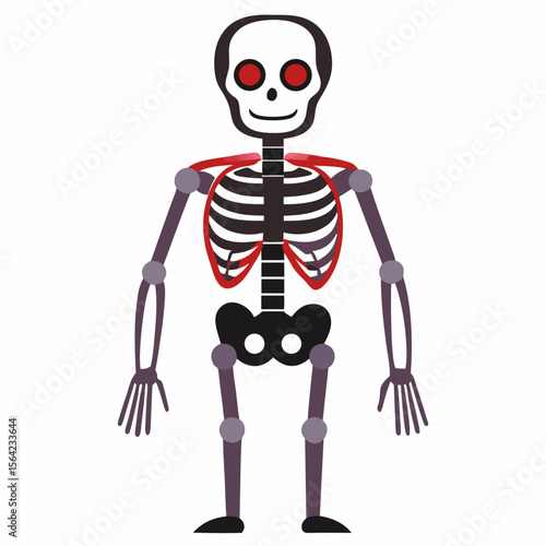 Human skeleton anatomy illustration with red accents human anatomy bones