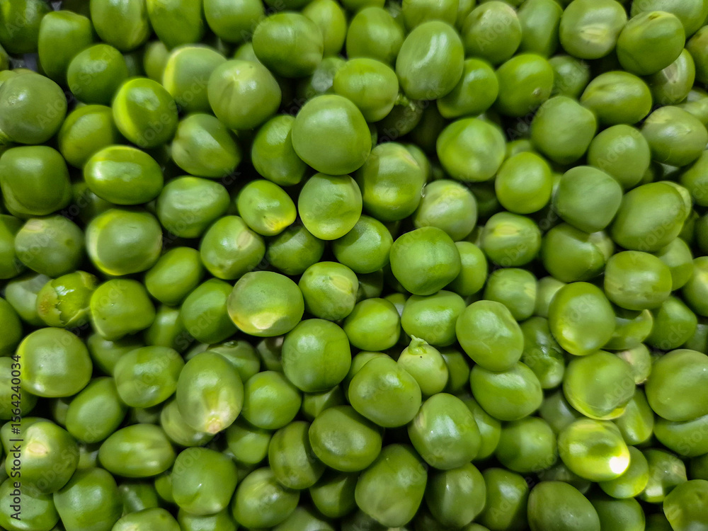 Freshly picked homegrown Garden peas in Nottingham, UK. Freshly picked homegrown Garden peas in Nottingham, UK.