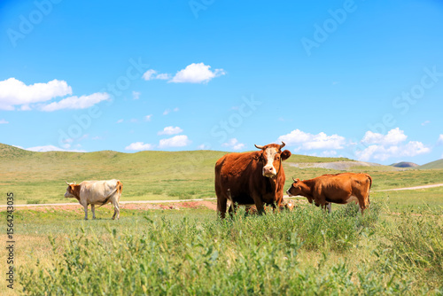 Wallpaper Mural A herd of cattle on the prairie Torontodigital.ca