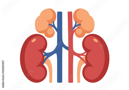 Cartoon Illustration of Human Kidneys Adrenal Glands and Blood Vessels.