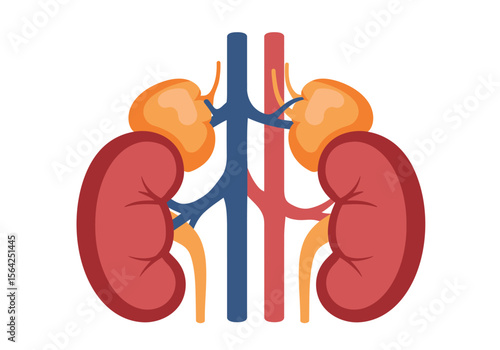Simplified Anatomical Illustration of Human Kidneys and Adrenal Glands.