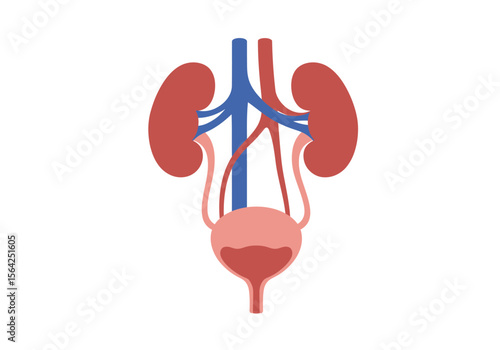Human Urinary System Diagram with Kidneys and Bladder.