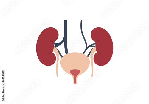 Simplified Illustration of Human Urinary System with Kidneys and Bladder.