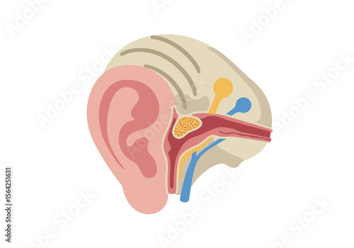 Detailed Ear Anatomy Illustration with Visible Inner Structures and Components.
