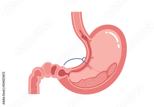 Simplified Anatomical Illustration of Human Stomach and Intestines Medical Concept.