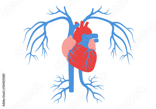 Stylized Anatomical Illustration of Human Heart and Veins Vector Graphic.