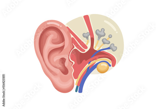 Detailed Anatomy of Human Ear: External Middle and Inner Ear Structures Illustrated.