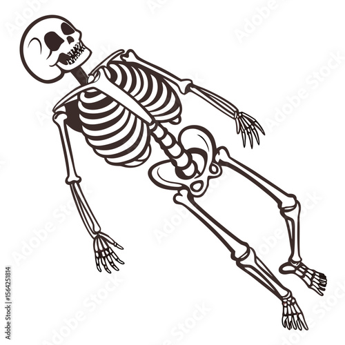 Human skeleton lying down human anatomy bones