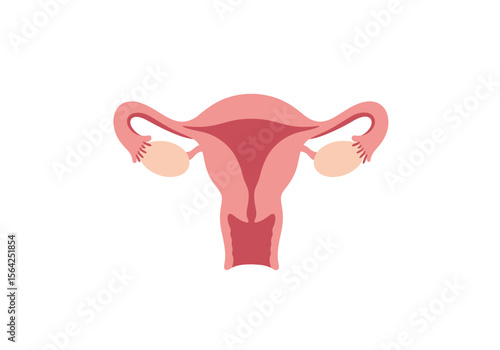 Female Reproductive System Diagram Anatomical Illustration.