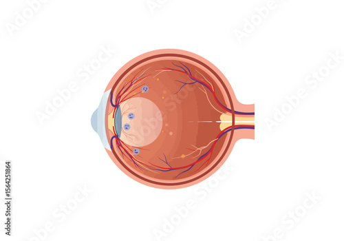 Cross-Section of Human Eye Anatomy Showing Internal Structures.
