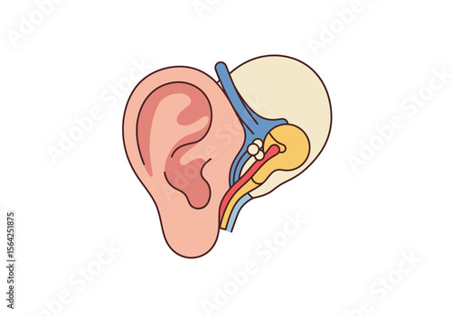 Human Ear Anatomy Illustration with Detailed Internal Structure and Vibrant Colors.