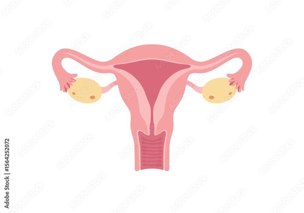 Fototapeta premium Simplified Illustration of Female Reproductive System Anatomy Pink and Beige.