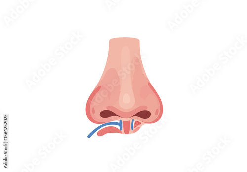 Detailed Anatomical Illustration of Human Nose with Internal Structures.