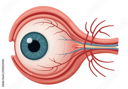 Detailed Anatomical Illustration of a Human Eye with Visible Blood Vessels and Optic Nerve.