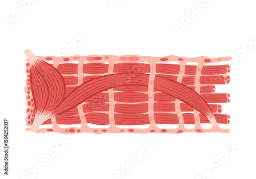 Detailed Illustration of Skeletal Muscle Tissue Structure and Organization.
