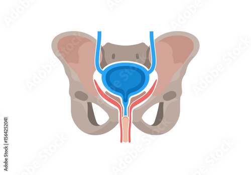 Detailed Anatomical Illustration of Human Urinary Bladder and Pelvic Bones.