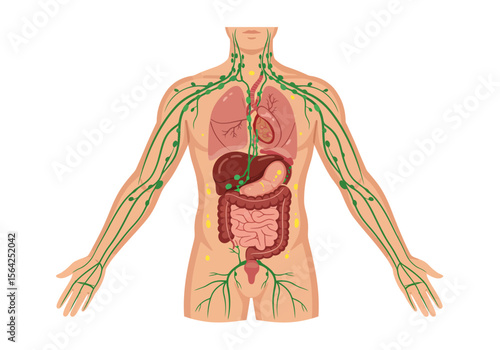 Human Body Lymphatic System Diagram with Internal Organs.