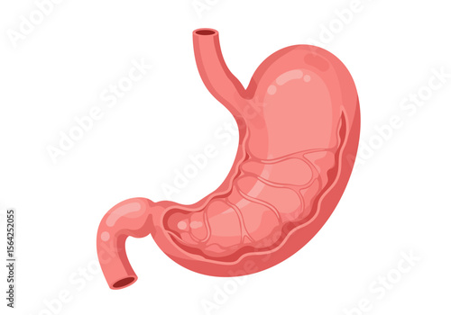 Detailed Illustration of a Human Stomach Showing Internal Rugae and Esophageal Connection.