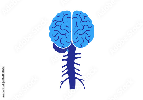 Anatomical Illustration of Human Brain and Spinal Cord.