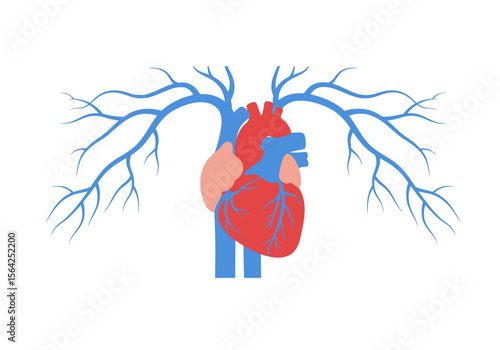 Stylized Human Heart with Pulmonary Veins and Arteries.