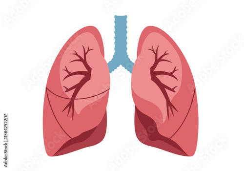 Anatomical Illustration of a Pair of Human Lungs with Blood Vessels.