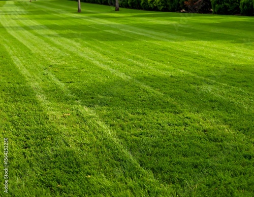 Beautiful Lawn Landscape Grass