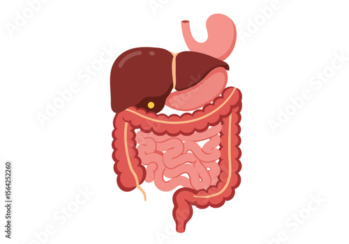 Cartoon Digestive System: Liver Stomach Intestines Colon Illustration.