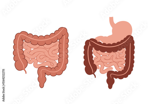 Anatomical Illustration of Human Digestive System Colon and Stomach.