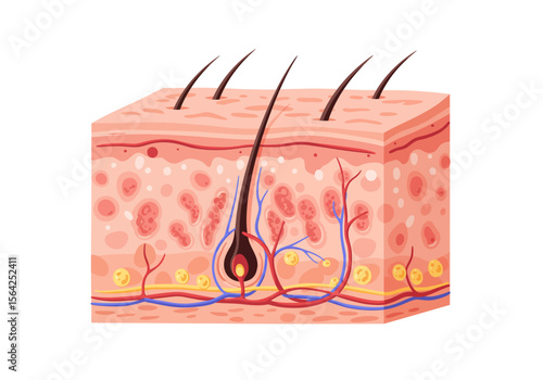 Detailed cross-section illustration of human skin layers with hair follicles.