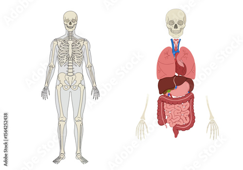 Human Body Anatomy: Skeletal and Internal Organ Systems.