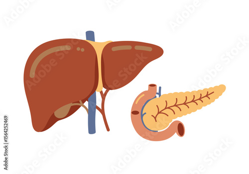 Illustrated Liver and Pancreas: Detailed Anatomy Showing Lobes Ducts and Vessels.