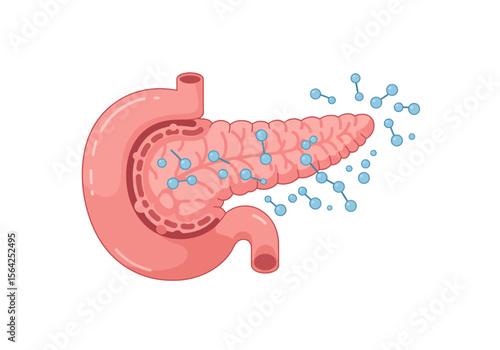 Detailed Illustration of Human Pancreas with Digestive Enzymes.