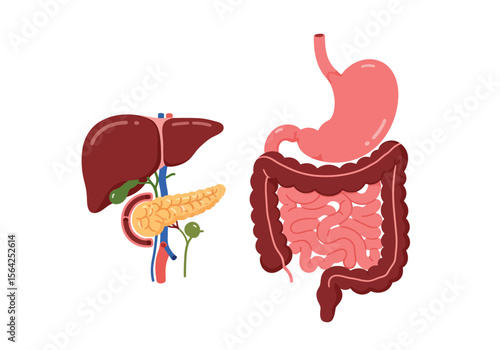 Cartoon Illustration of Human Digestive System: Liver Stomach Intestines.