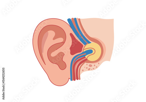 Detailed Anatomical Illustration of Human Ear Structure and Components.