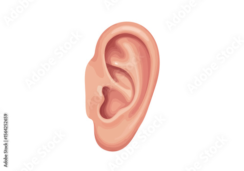 Detailed Illustration of a Human Ear Showing its Complex Anatomy and Peachy Skin Tone.