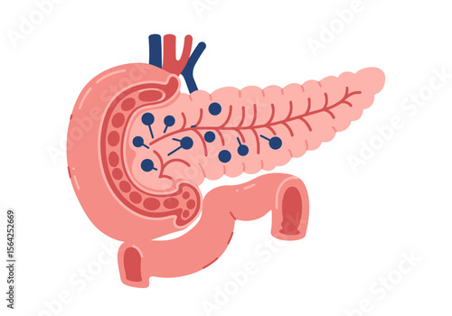 Stylized Pancreas and Duodenum Illustration with Blue Nodes and Red Vessels.