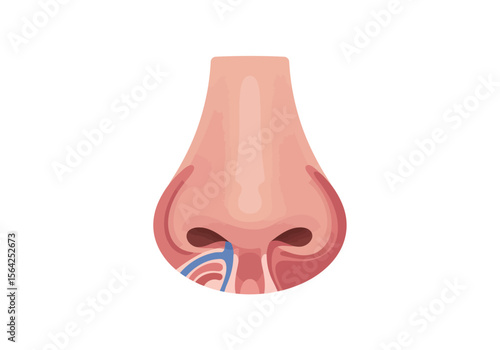 Detailed Illustration of Human Nose Anatomy Showing Internal Structures and Nasal Passages.