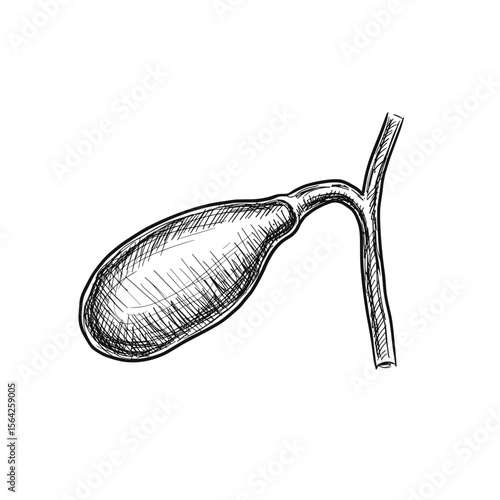 Gallbladder Icon. Sketched style illustration of a gallbladder, hand-drawn vector on transparent background. Medical, anatomy, organ, healthcare, digestive system