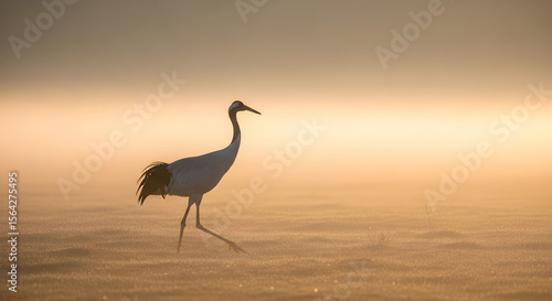Silhouetted Crane Gracefully Walking Through Misty Wetlands at Golden Sunrise, Capturing Nature's Serenity and Elegance