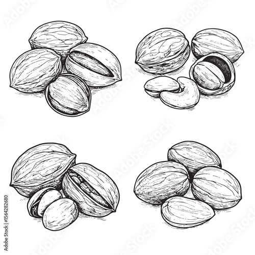 Elegant hand drawn ornament set featuring various types of nut illustrations for food and recipe designs
